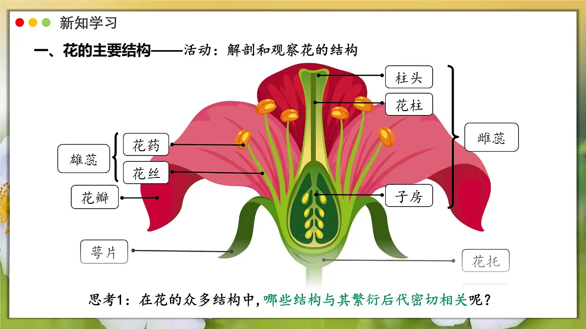2024-2025学年人教版生物七年级下册 3.1.3 开花和结果课件第6页