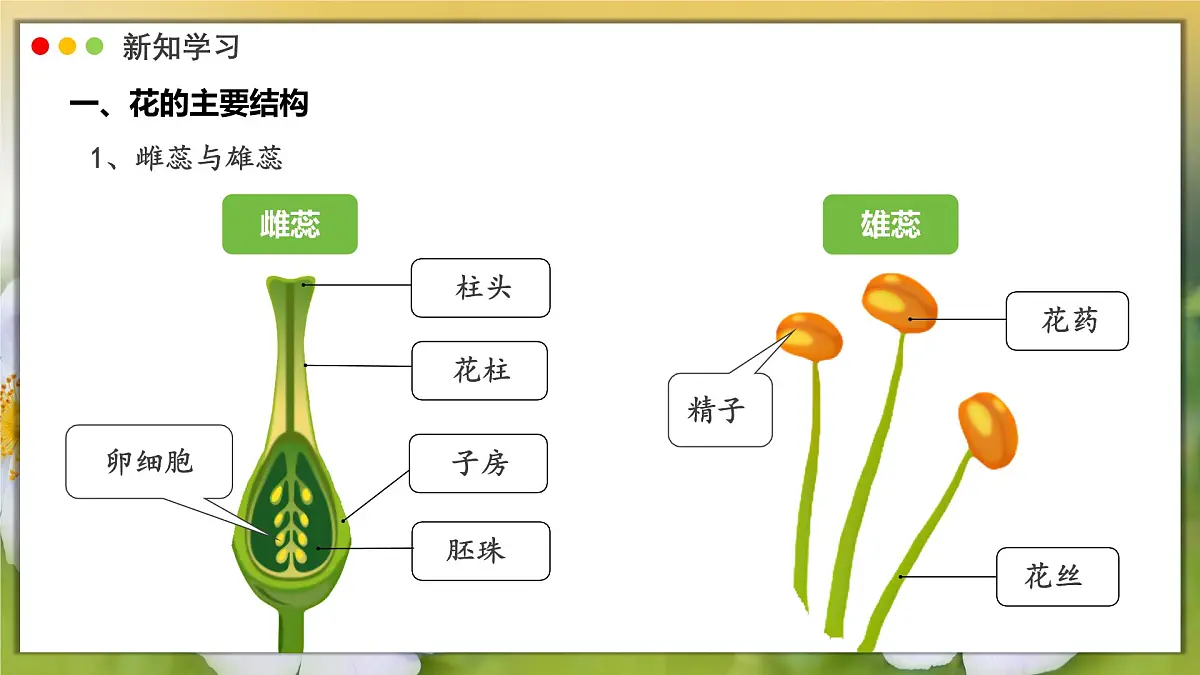 2024-2025学年人教版生物七年级下册 3.1.3 开花和结果课件第7页