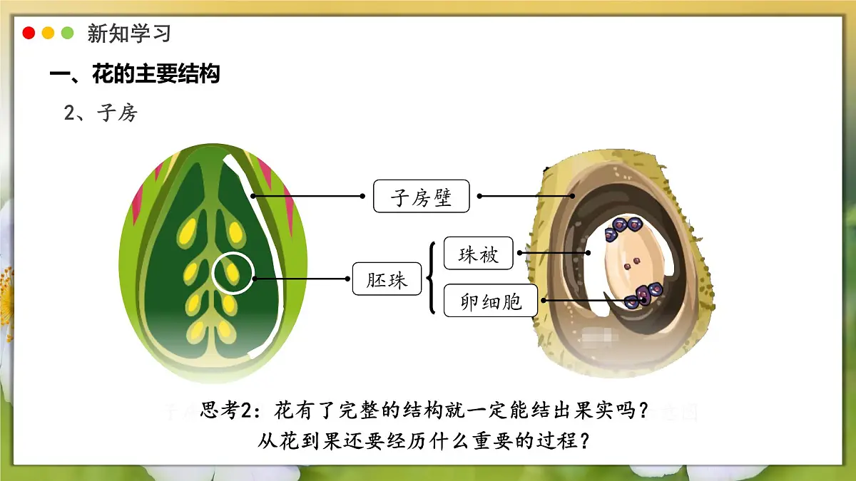 2024-2025学年人教版生物七年级下册 3.1.3 开花和结果课件第8页