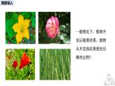 2024-2025學年人教版生物七年級下冊 3.1.3 開花和結(jié)果課件