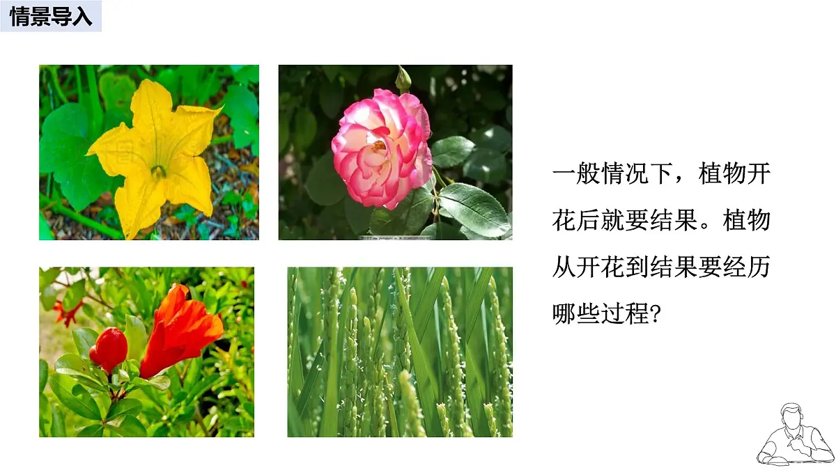 2024-2025学年人教版生物七年级下册 3.1.3 开花和结果课件第2页