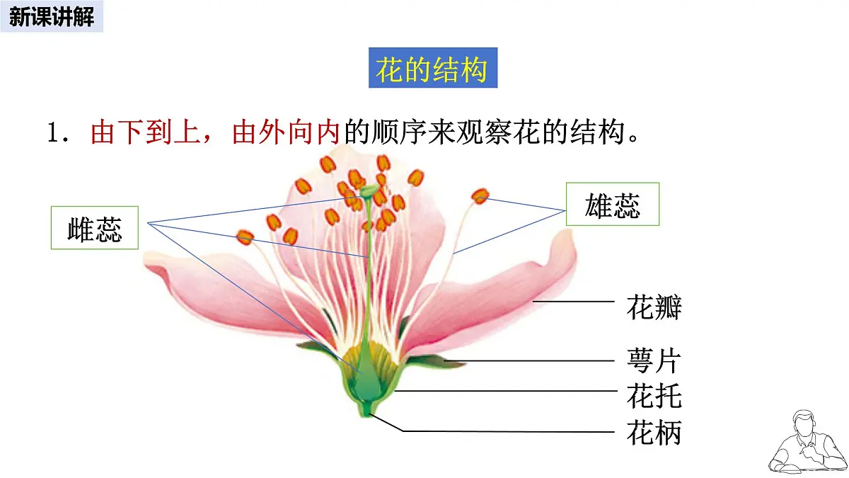 2024-2025学年人教版生物七年级下册 3.1.3 开花和结果课件第4页