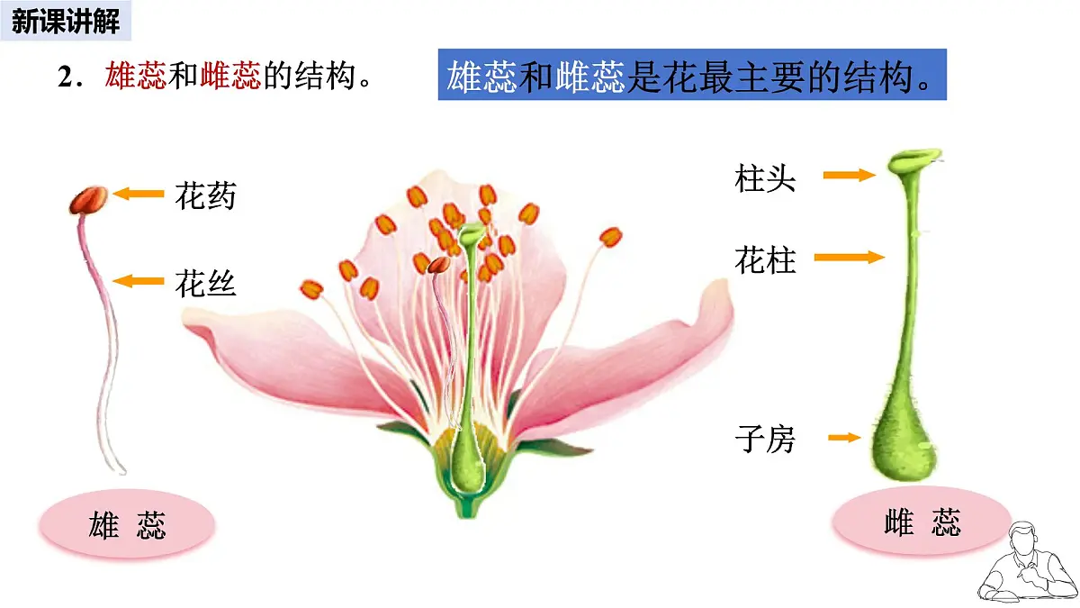 2024-2025学年人教版生物七年级下册 3.1.3 开花和结果课件第5页