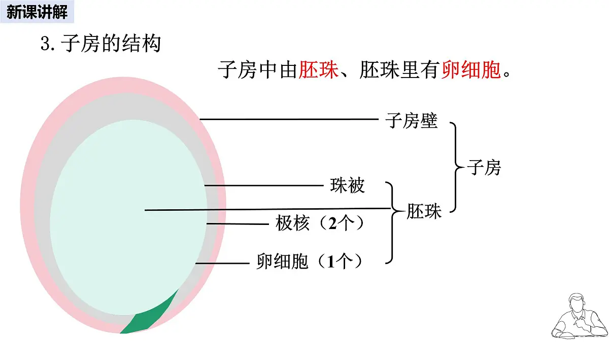 2024-2025学年人教版生物七年级下册 3.1.3 开花和结果课件第6页