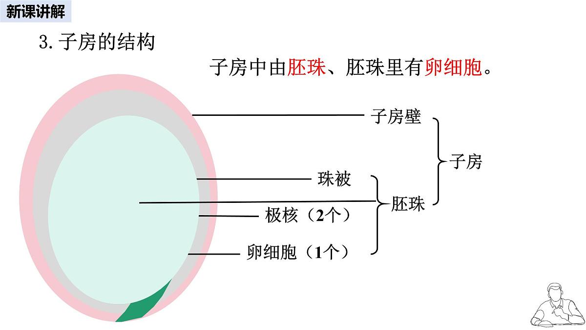2024-2025学年人教版生物七年级下册 3.1.3 开花和结果课件第6页