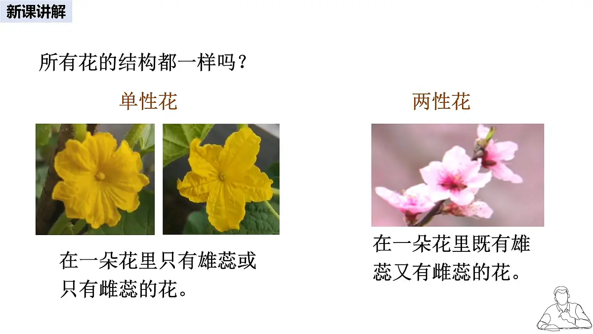 2024-2025学年人教版生物七年级下册 3.1.3 开花和结果课件第7页