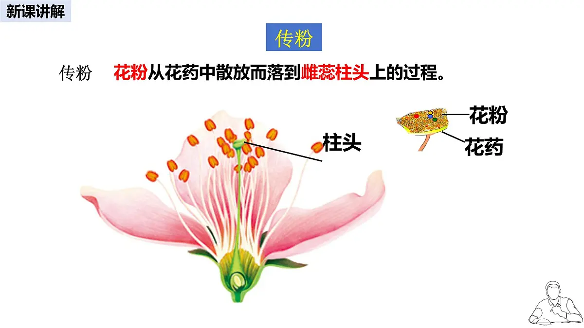 2024-2025学年人教版生物七年级下册 3.1.3 开花和结果课件第8页