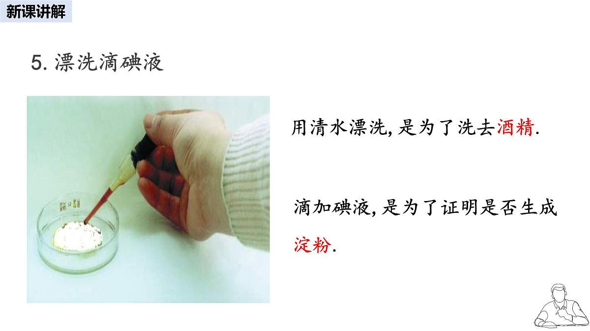 2024-2025学年人教版生物七年级下册 3.2.2 光合作用课件第8页