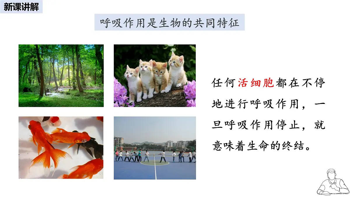 2024-2025学年人教版生物七年级下册 3.2.3 呼吸作用 课件(1)第8页