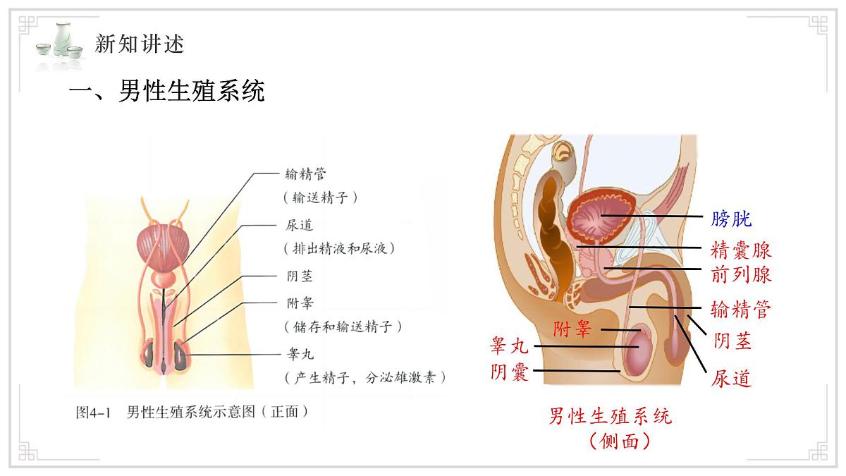 2024-2025学年人教版生物七年级下册 4.1.1 人的生殖 课件 课件第4页