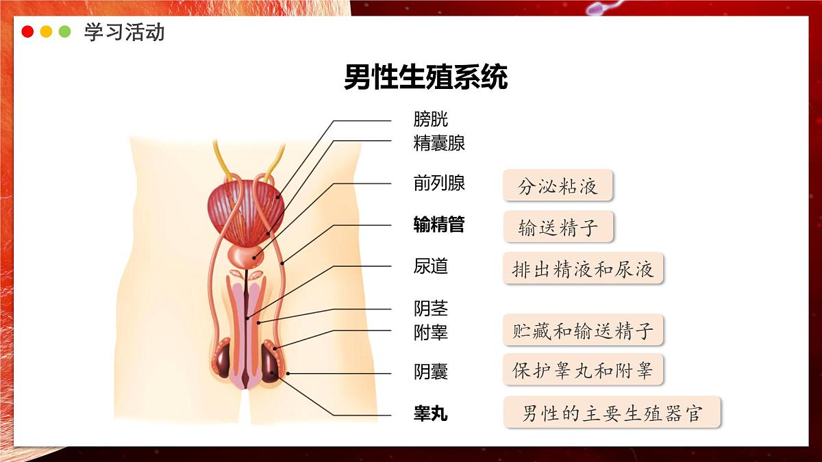 2024-2025学年人教版生物七年级下册 4.1.1 人的生殖 课件第5页