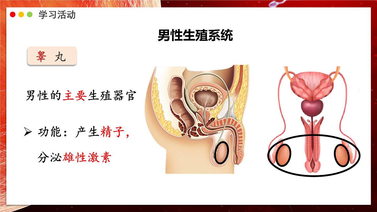 2024-2025学年人教版生物七年级下册 4.1.1 人的生殖 课件第6页