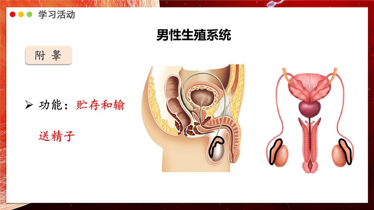 2024-2025学年人教版生物七年级下册 4.1.1 人的生殖 课件第7页