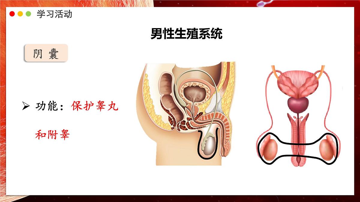 2024-2025学年人教版生物七年级下册 4.1.1 人的生殖 课件第8页