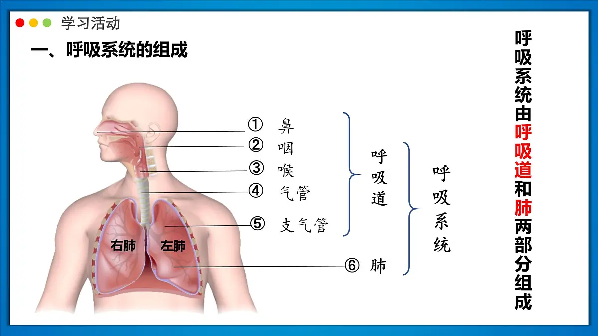 2024-2025学年人教版生物七年级下册 4.3.1 呼吸道对空气的处理 (2) 课件第4页