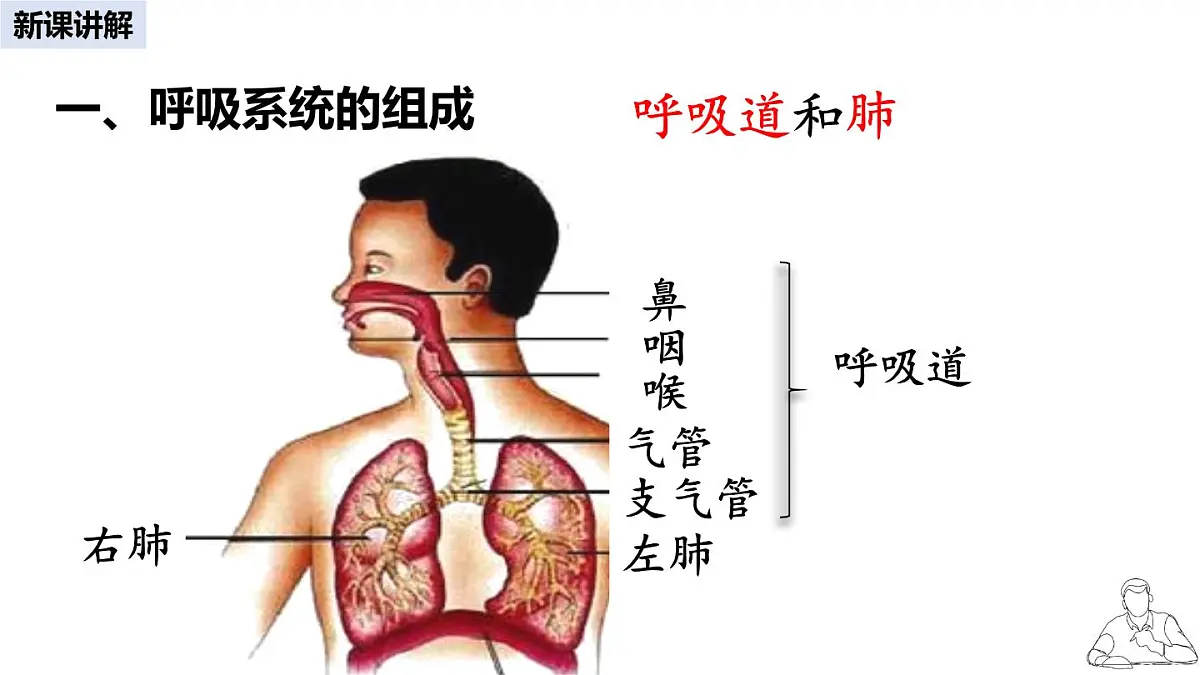 2024-2025学年人教版生物七年级下册 4.3.1 呼吸道对空气的处理 课件 课件第4页
