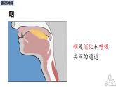 2024-2025學(xué)年人教版生物七年級(jí)下冊(cè) 4.3.1 呼吸道對(duì)空氣的處理 課件 課件