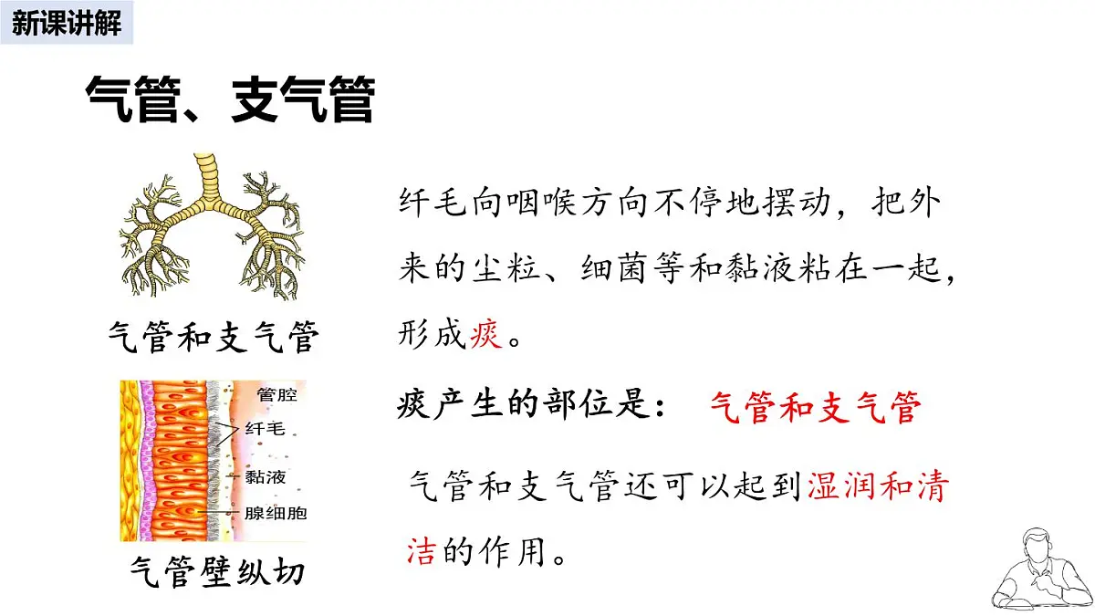 2024-2025学年人教版生物七年级下册 4.3.1 呼吸道对空气的处理 课件 课件第8页