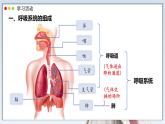 2024-2025學(xué)年人教版生物七年級(jí)下冊(cè) 4.3.1 呼吸道對(duì)空氣的處理 課件