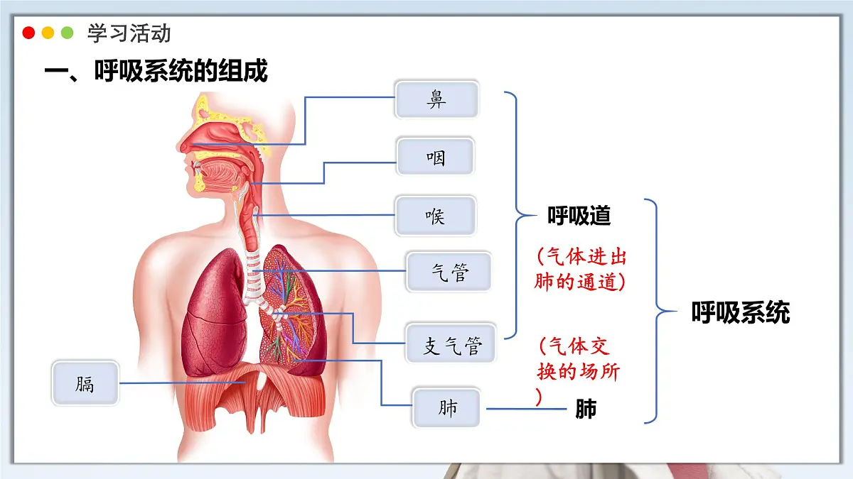 2024-2025学年人教版生物七年级下册 4.3.1 呼吸道对空气的处理 课件第4页