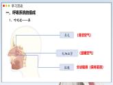 2024-2025學(xué)年人教版生物七年級(jí)下冊(cè) 4.3.1 呼吸道對(duì)空氣的處理 課件