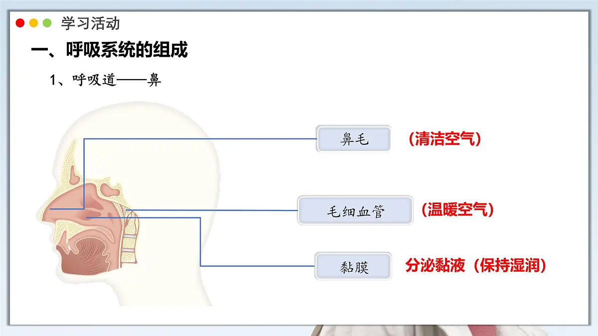 2024-2025学年人教版生物七年级下册 4.3.1 呼吸道对空气的处理 课件第5页