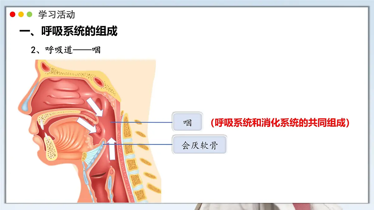 2024-2025学年人教版生物七年级下册 4.3.1 呼吸道对空气的处理 课件第6页
