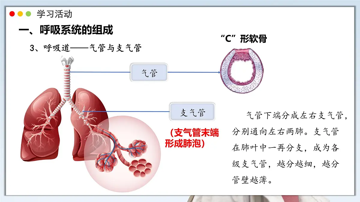 2024-2025学年人教版生物七年级下册 4.3.1 呼吸道对空气的处理 课件第7页
