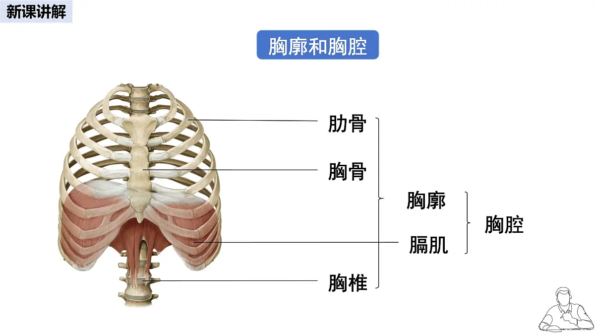 2024-2025学年人教版生物七年级下册 4.3.2 发生在肺内的气体交换 课件 课件第4页