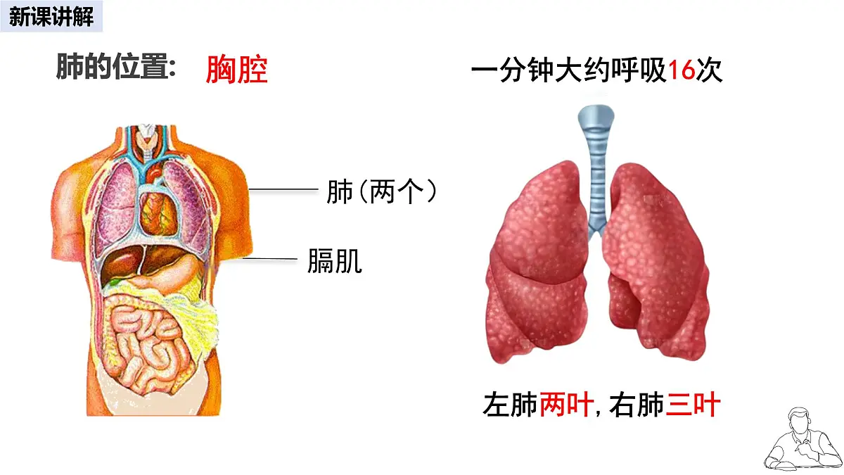 2024-2025学年人教版生物七年级下册 4.3.2 发生在肺内的气体交换 课件 课件第5页