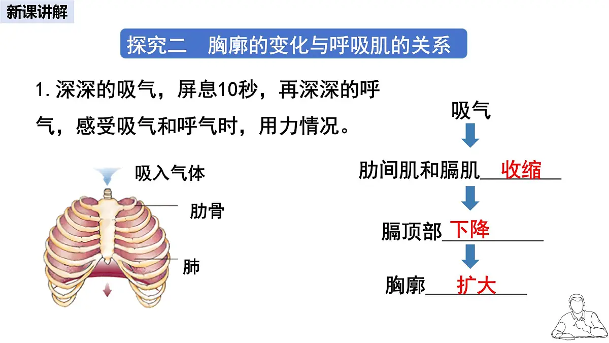 2024-2025学年人教版生物七年级下册 4.3.2 发生在肺内的气体交换 课件 课件第7页