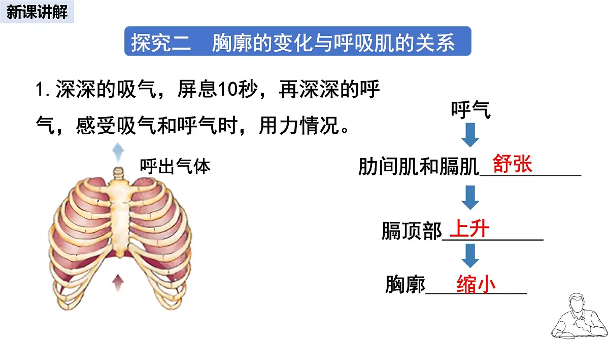 2024-2025学年人教版生物七年级下册 4.3.2 发生在肺内的气体交换 课件 课件第8页