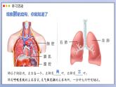 2024-2025學(xué)年人教版生物七年級(jí)下冊(cè) 4.3.2 發(fā)生在肺內(nèi)的氣體交換 課件