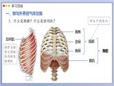 2024-2025學(xué)年人教版生物七年級(jí)下冊(cè) 4.3.2 發(fā)生在肺內(nèi)的氣體交換 課件