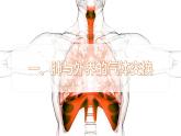 2024-2025學(xué)年人教版生物七年級(jí)下冊(cè) 4.3.2發(fā)生在肺內(nèi)的氣體交換 課件 課件
