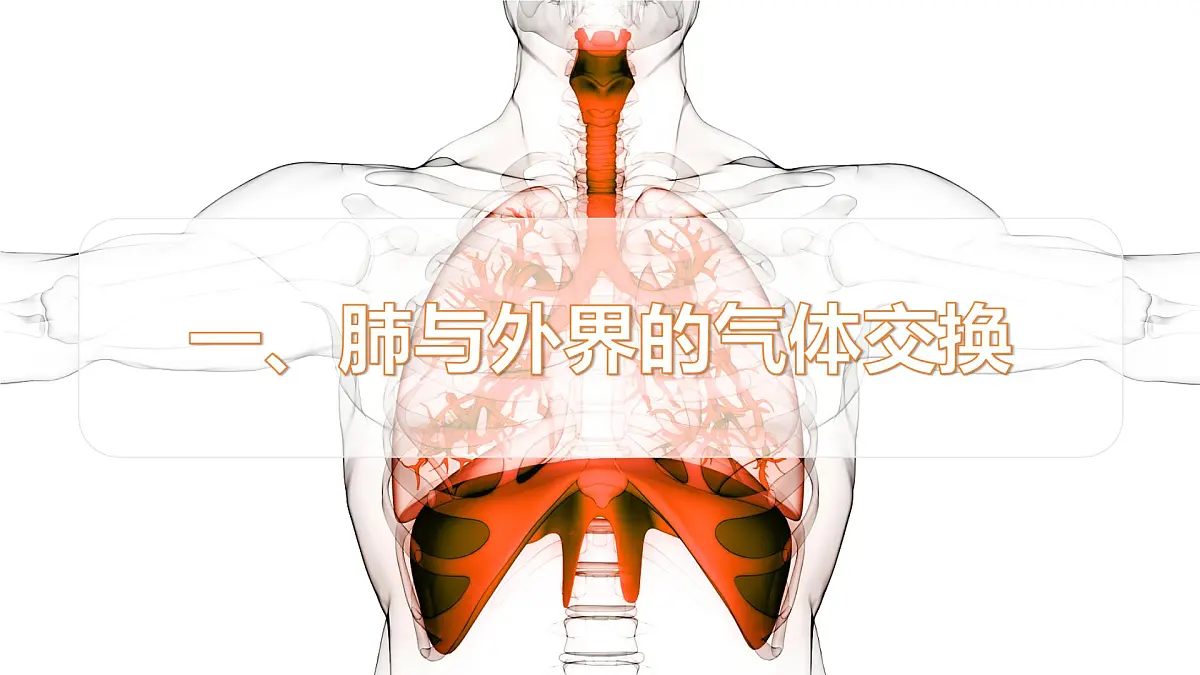 2024-2025学年人教版生物七年级下册 4.3.2发生在肺内的气体交换 课件 课件第5页