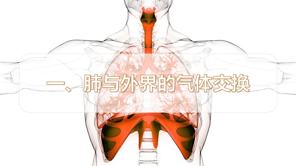 2024-2025学年人教版生物七年级下册 4.3.2发生在肺内的气体交换 课件 课件第5页