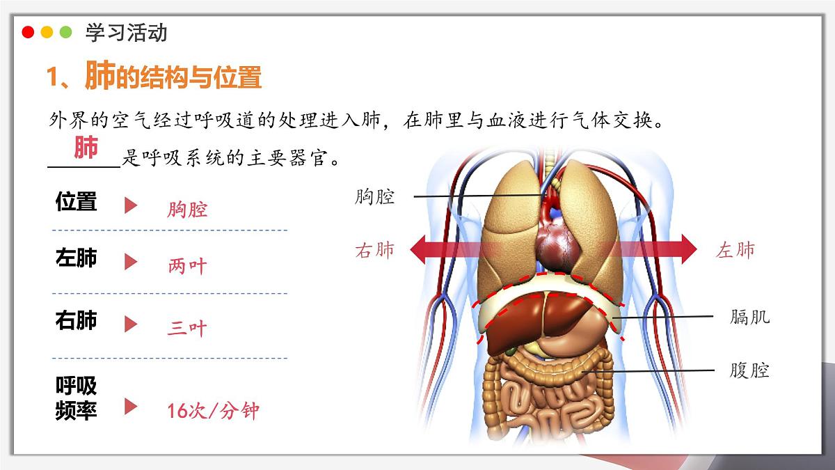 2024-2025学年人教版生物七年级下册 4.3.2发生在肺内的气体交换 课件 课件第6页