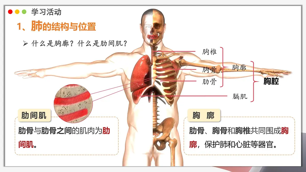 2024-2025学年人教版生物七年级下册 4.3.2发生在肺内的气体交换 课件 课件第7页