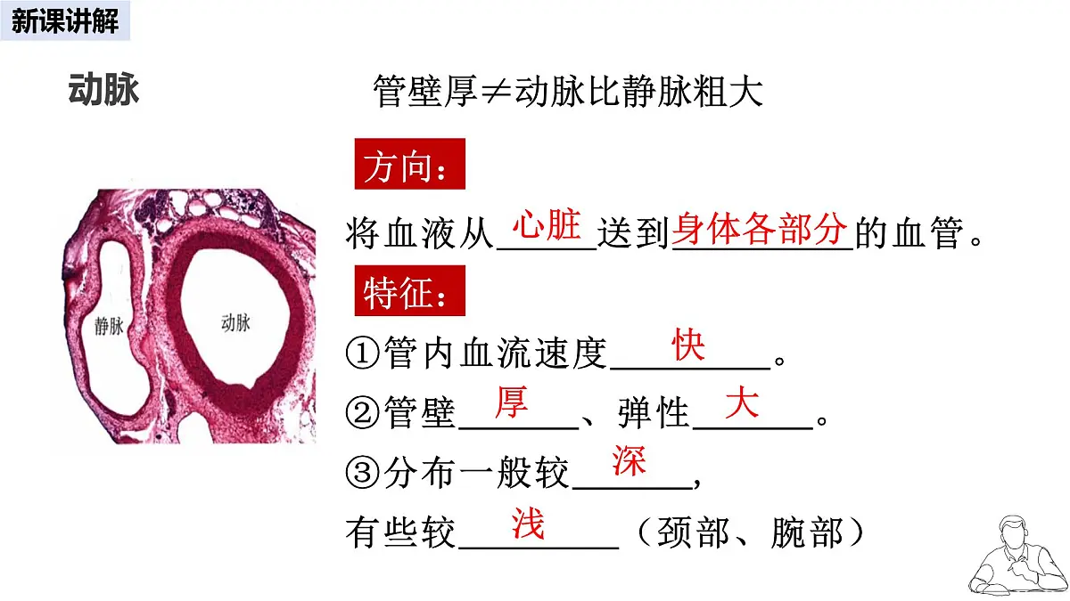 2024-2025学年人教版生物七年级下册 4.4.2 血流的管道——血管 课件 课件第4页