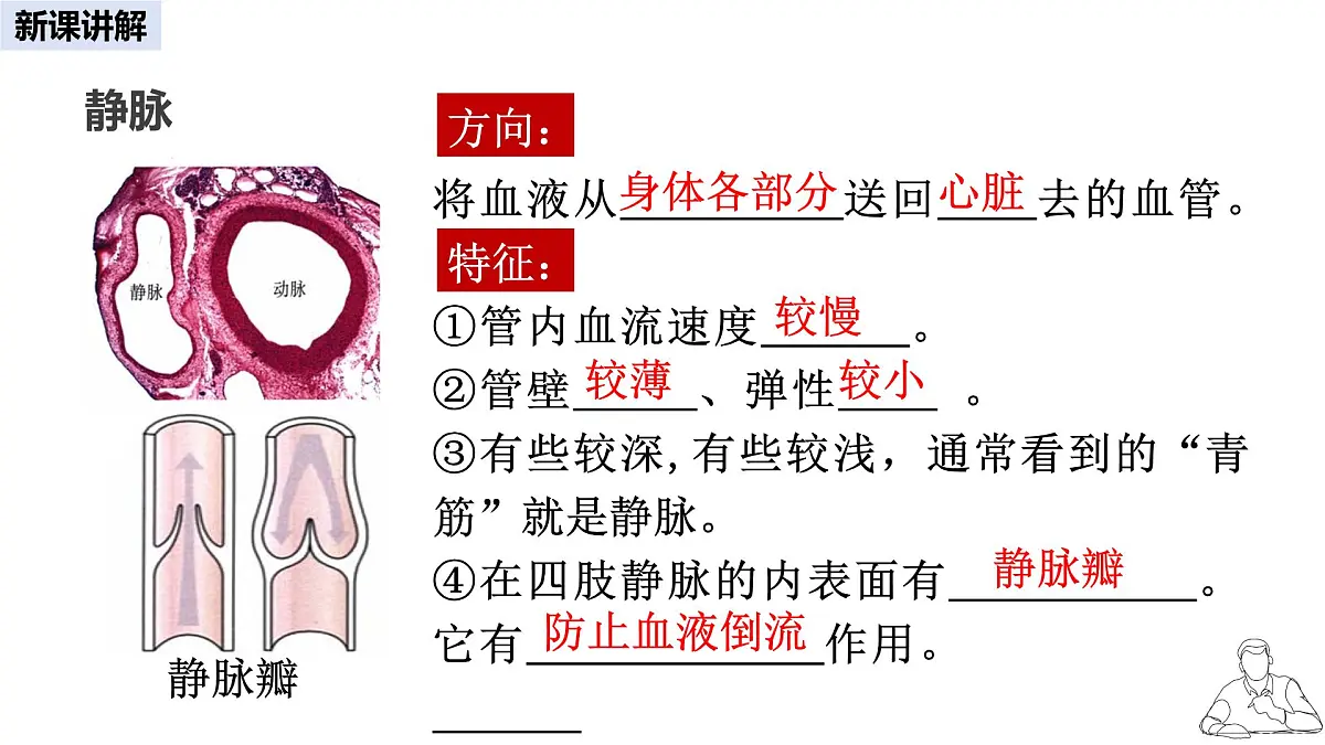 2024-2025学年人教版生物七年级下册 4.4.2 血流的管道——血管 课件 课件第5页