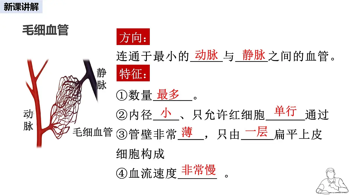 2024-2025学年人教版生物七年级下册 4.4.2 血流的管道——血管 课件 课件第7页
