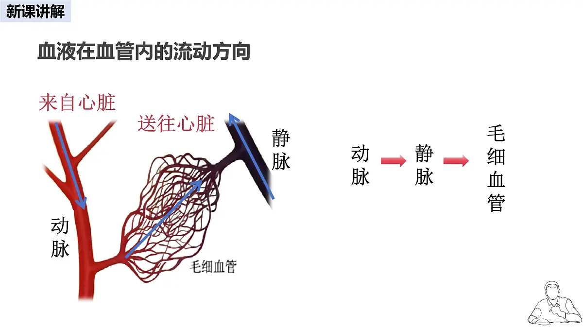 2024-2025学年人教版生物七年级下册 4.4.2 血流的管道——血管 课件 课件第8页