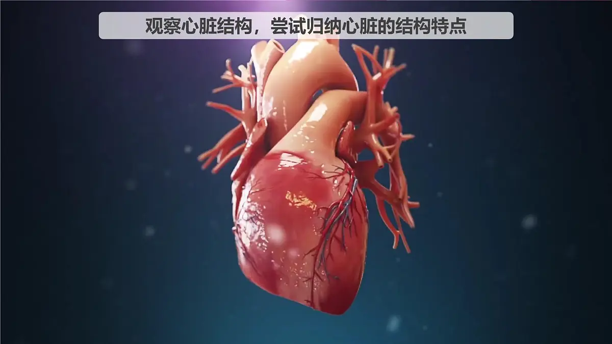 2024-2025学年人教版生物七年级下册 4.4.3 输送血液的泵——心脏 课时1 课件 课件第4页