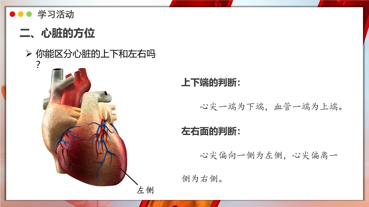 2024-2025学年人教版生物七年级下册 4.4.3 输送血液的泵——心脏 课时1 课件 课件第6页