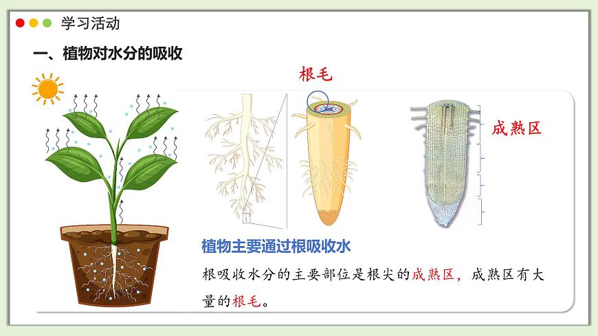 2024-2025学年人教版生物七年级下册 3.2.1 水分的利用和散失课件第6页