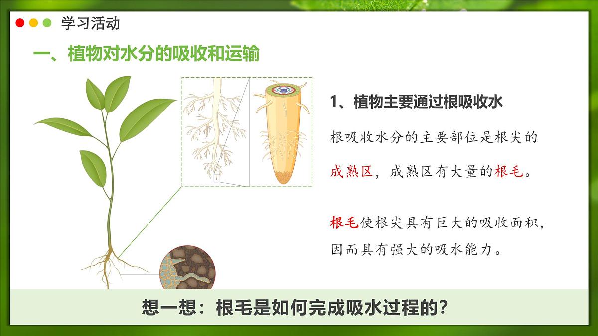 2024-2025学年人教版生物七年级下册 3.2.1 水分的利用和散失 课件第6页