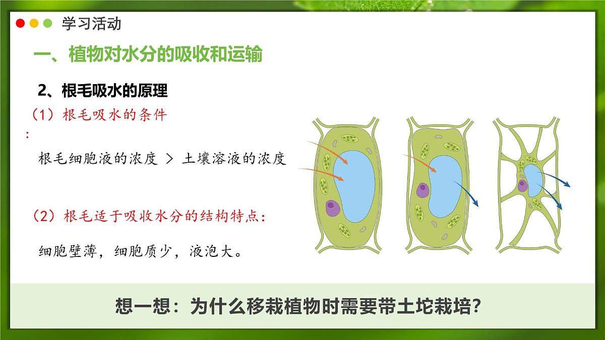 2024-2025学年人教版生物七年级下册 3.2.1 水分的利用和散失 课件第7页