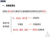 2024-2025學(xué)年人教版生物七年級下冊 4.2.2  消化和吸收 課件