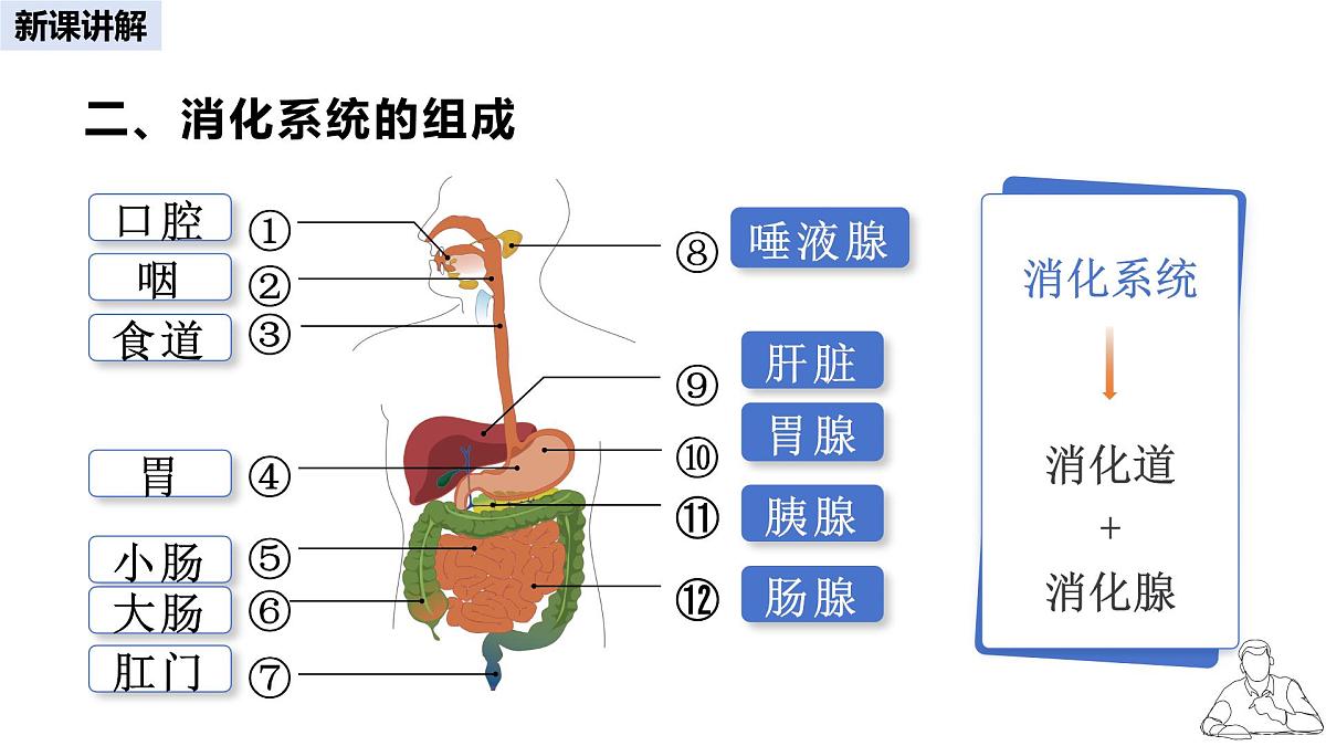 2024-2025学年人教版生物七年级下册 4.2.2  消化和吸收 课件第5页
